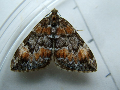 Common Marbled Carpet